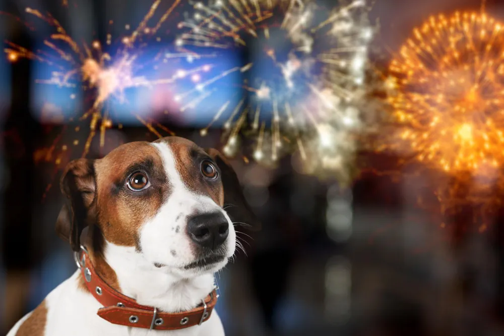 Cachorro com medo de fogos de artifício: como produtos acústicos podem ajudar?